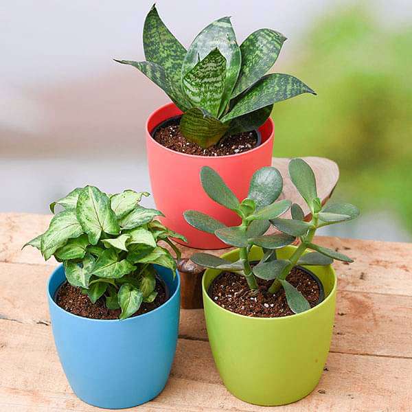 Table Top Plants
